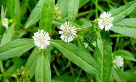 ভৃঙ্গরাজ এর উপকারিতা ও ঔষধি গুনাগুন