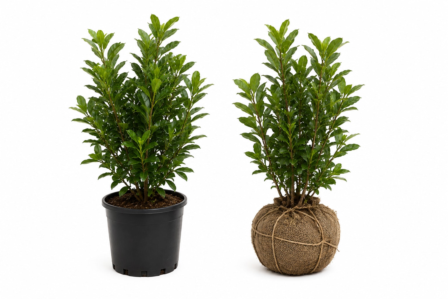 Nursery Plants
