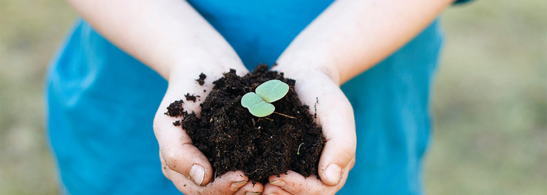 Hender holder en plante som spirer