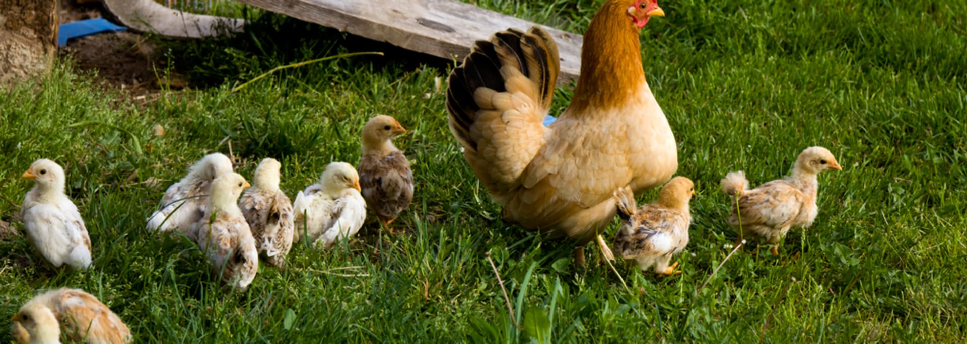 Was Heisst Eigentlich Freilandhaltung Hero Schweiz