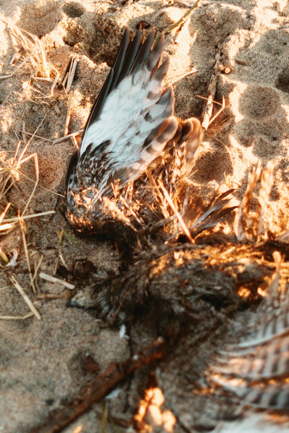 Joakim Hertze &mdash; Swedish portrait and editorial photographer &mdash; Sharpening my axe, image 6