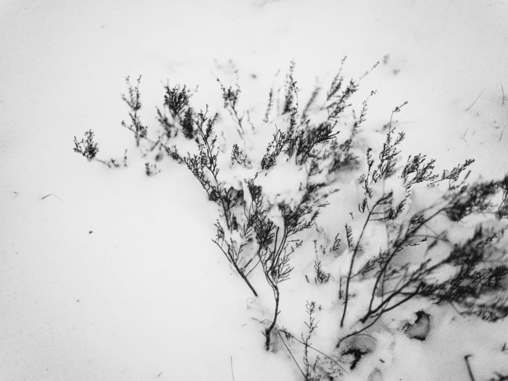 Joakim Hertze &mdash; Swedish portrait and editorial photographer &mdash; Winter walk, image 7