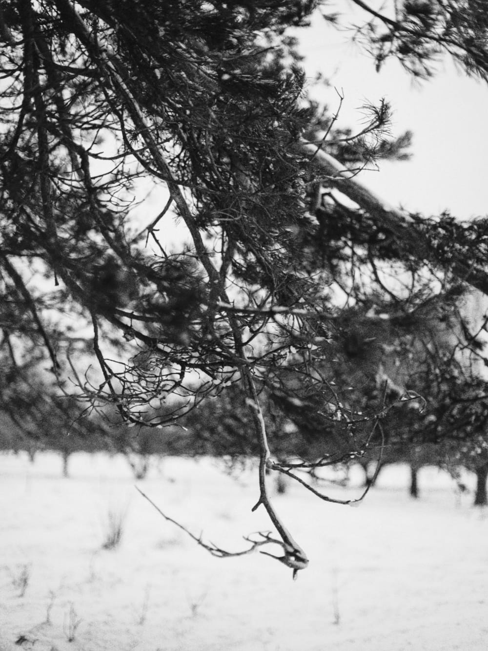 Joakim Hertze &mdash; Swedish portrait and editorial photographer &mdash; Winter walk, image 9