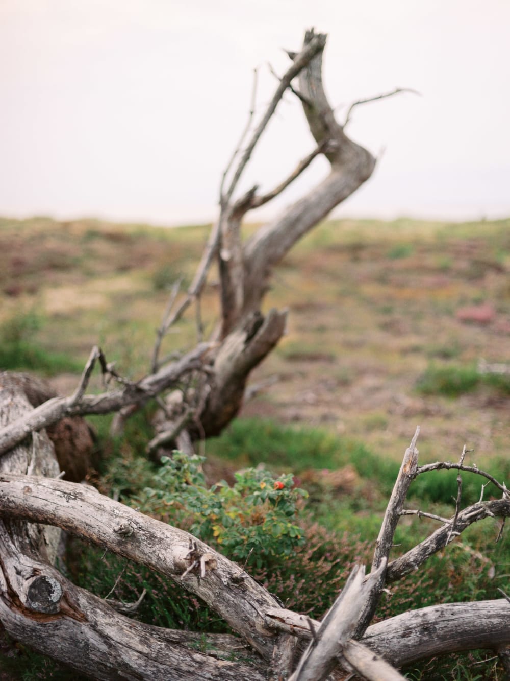 Joakim Hertze — Swedish portrait and editorial photographer — Bee at Hovs Hallar, image 24