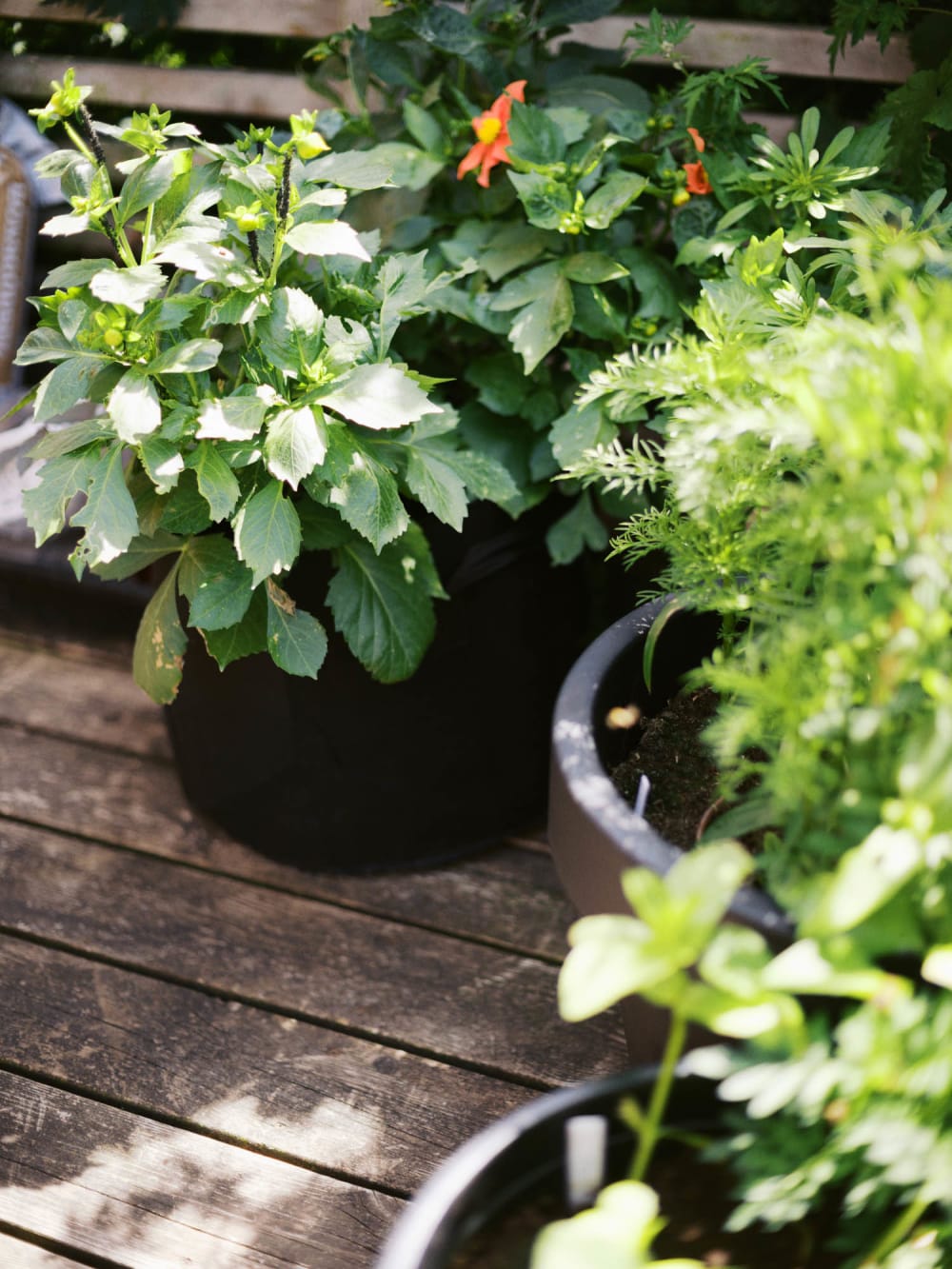 Joakim Hertze — Swedish portrait and editorial photographer — Midsummer, image 15