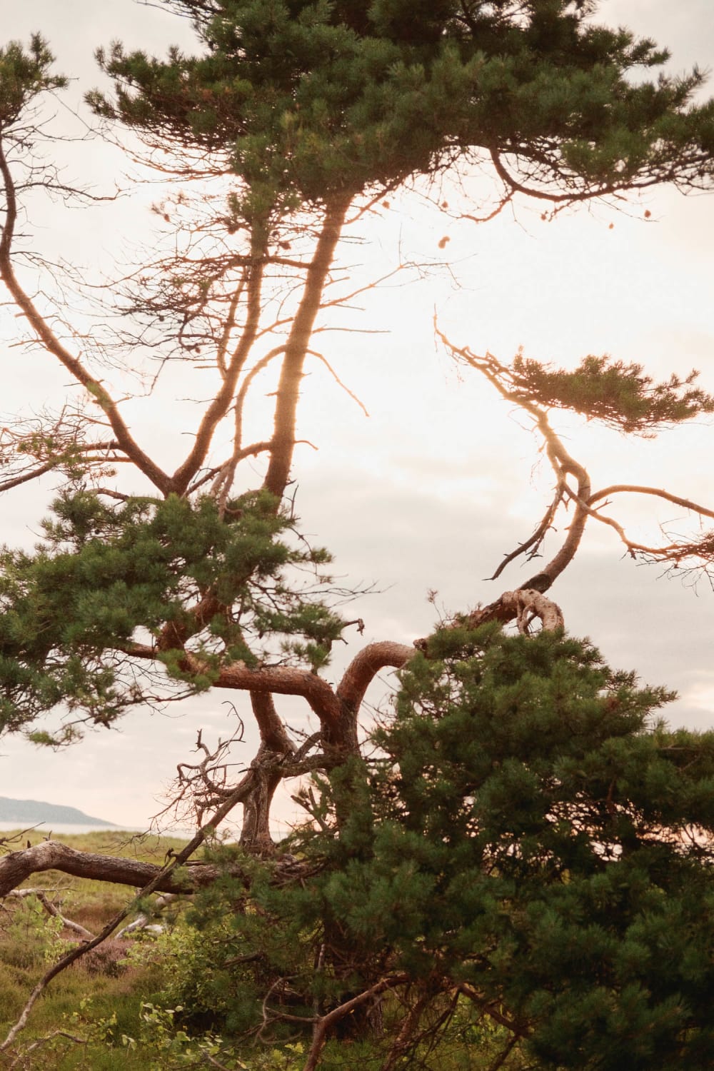 Joakim Hertze — Swedish portrait and editorial photographer — Swedish summers are short and sweet, image 10