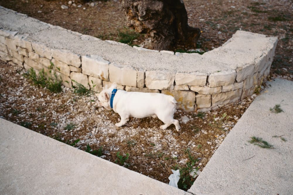 Joakim Hertze — Swedish portrait and editorial photographer — Supetar, image 13