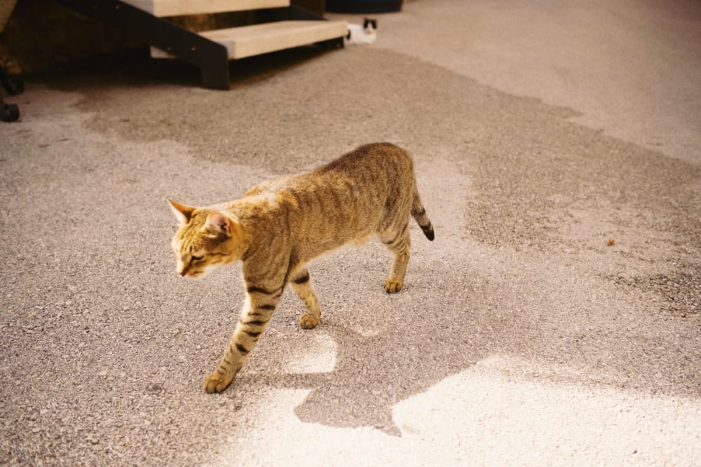 Joakim Hertze — Swedish portrait and editorial photographer — Supetar, image 42