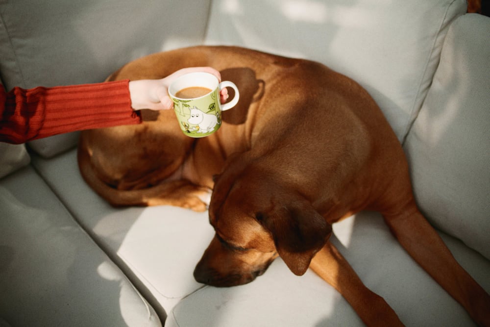 Joakim Hertze &mdash; Swedish portrait and editorial photographer &mdash; Best of 2025, image 9