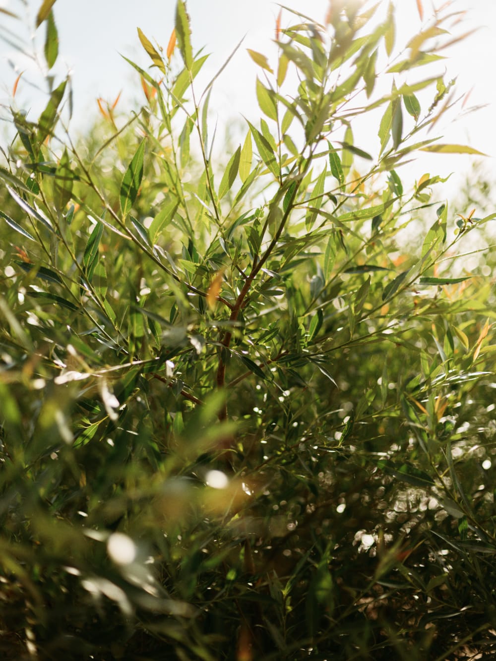 Joakim Hertze — Swedish portrait and editorial photographer — Tuva, image 5