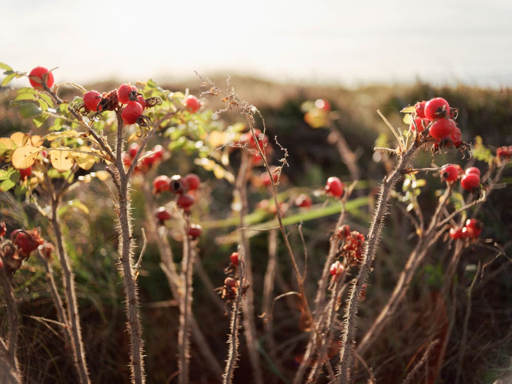 Joakim Hertze — Swedish portrait and editorial photographer — The Voigtländer 40mm/2 lens on the GFX, image 2