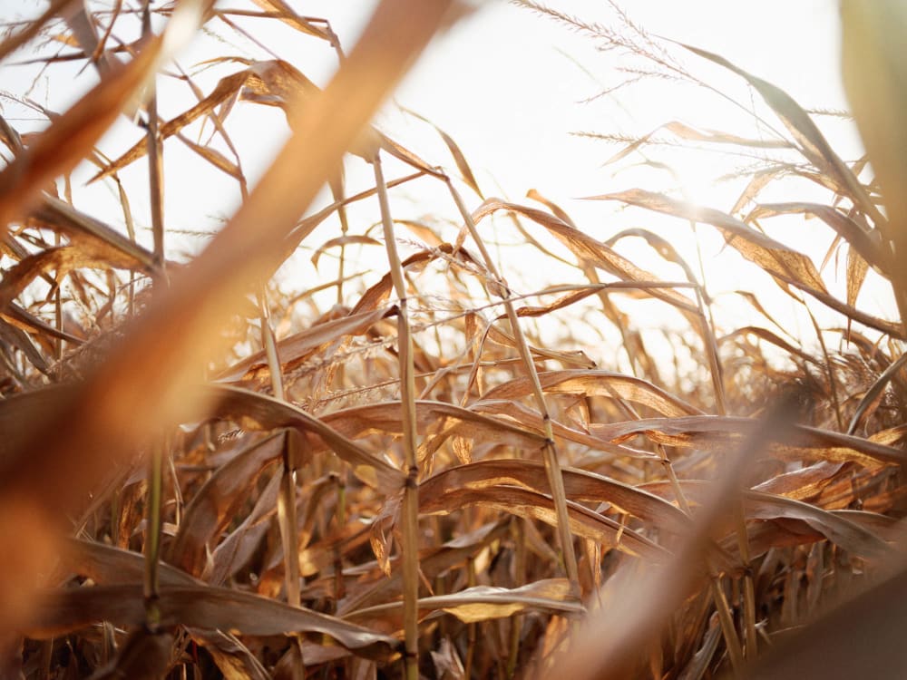 Joakim Hertze — Swedish portrait and editorial photographer — The Voigtländer 40mm/2 lens on the GFX, image 7