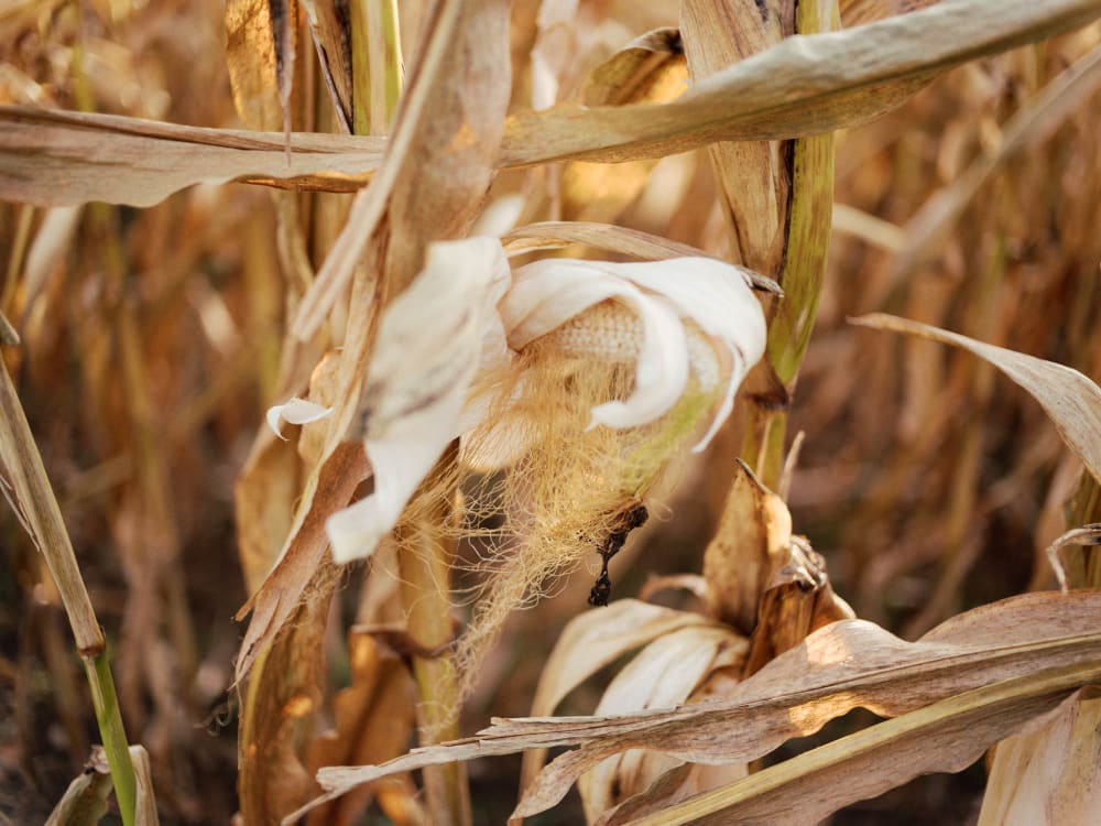 Joakim Hertze — Swedish portrait and editorial photographer — The Voigtländer 40mm/2 lens on the GFX, image 8