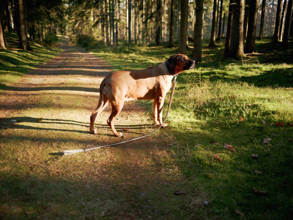 Joakim Hertze — Swedish portrait and editorial photographer — The Voigtländer 40mm/2 lens on the GFX, image 20