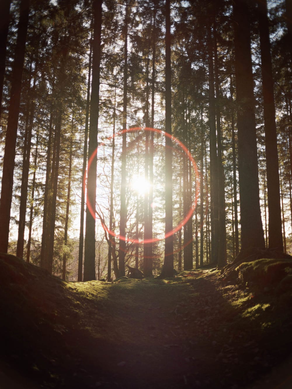 Joakim Hertze — Swedish portrait and editorial photographer — The Voigtländer 40mm/2 lens on the GFX, image 21