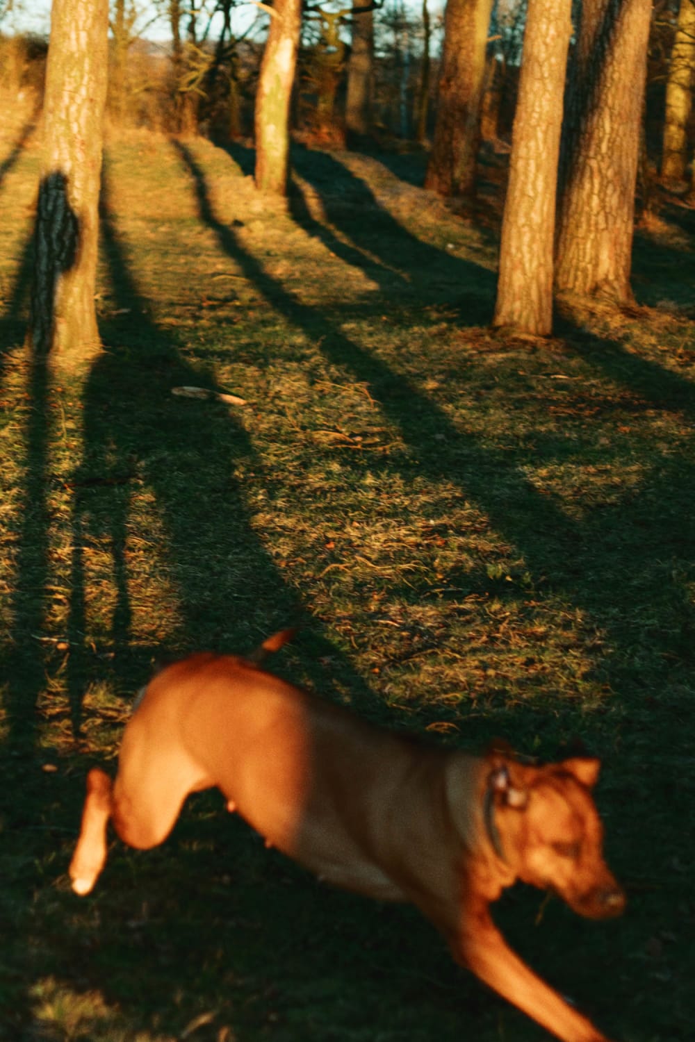 Joakim Hertze — Swedish portrait and editorial photographer — Sharpening my axe, image 11