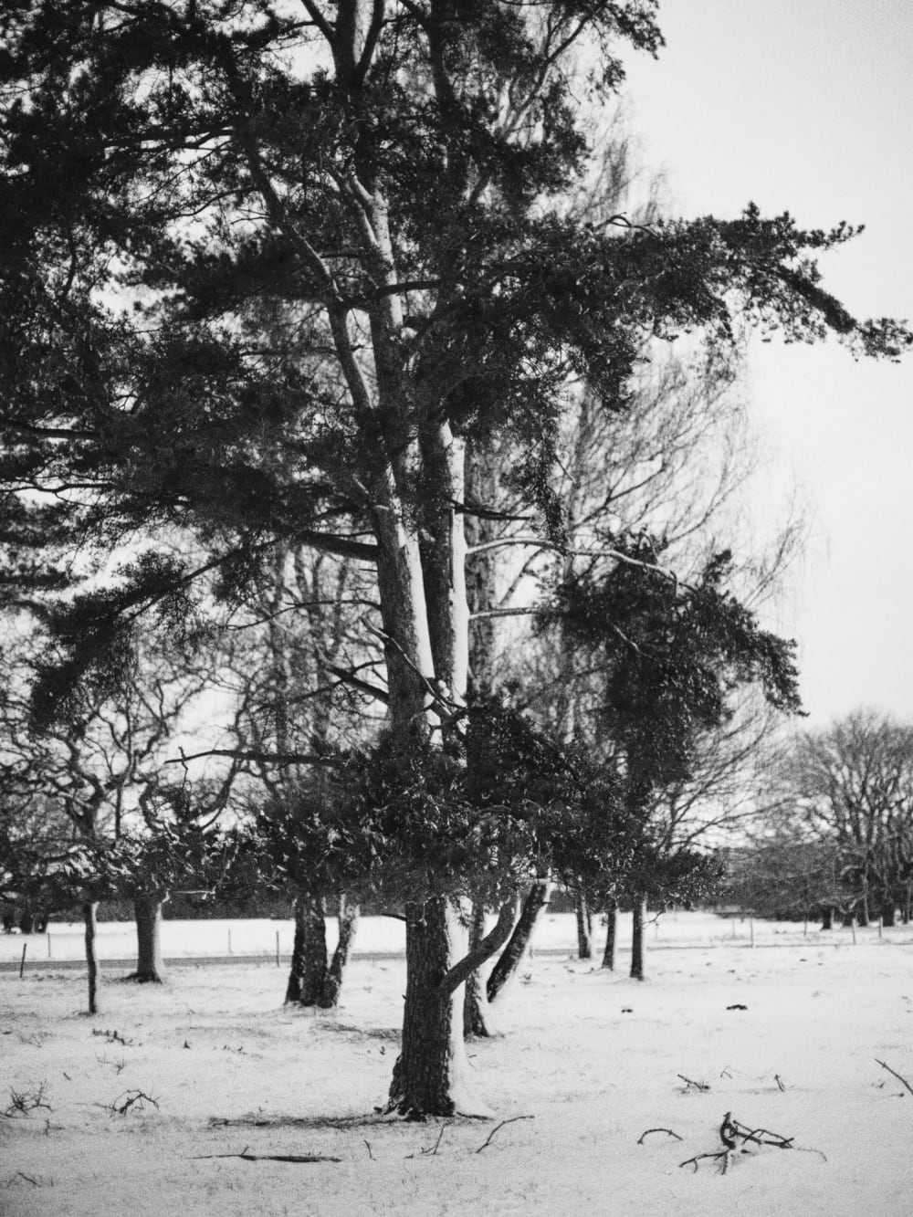 Joakim Hertze — Swedish portrait and editorial photographer — Winter walk, image 1