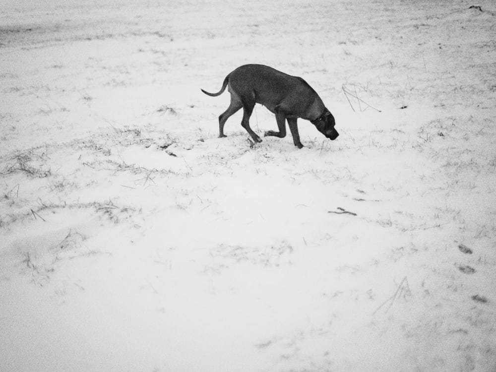 Joakim Hertze — Swedish portrait and editorial photographer — Winter walk, image 3