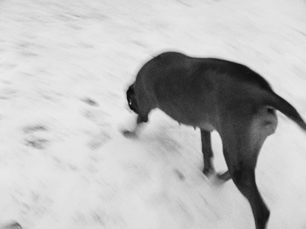 Joakim Hertze — Swedish portrait and editorial photographer — Winter walk, image 5