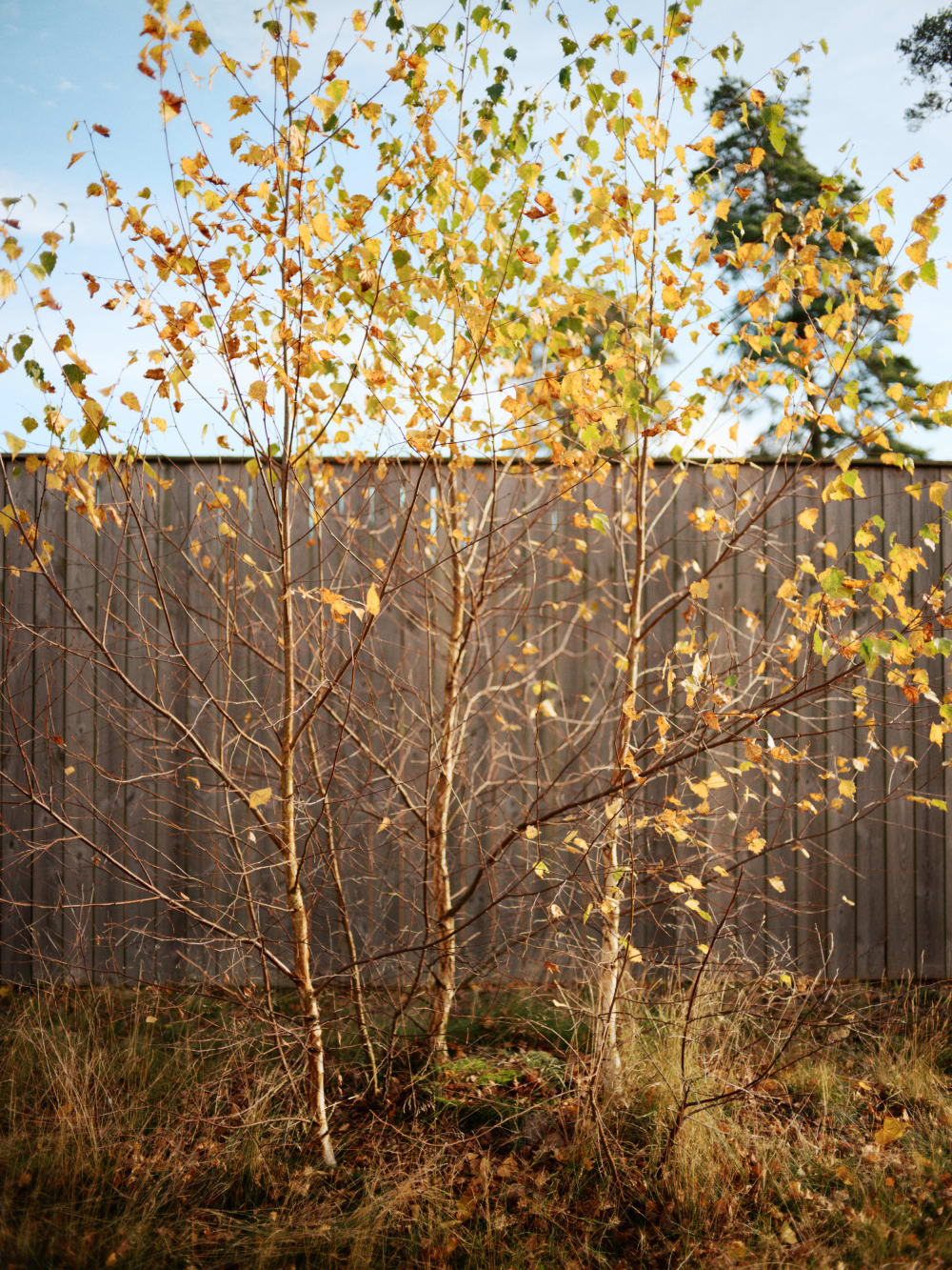 Joakim Hertze — Swedish portrait and editorial photographer — Off season, Skummeslövstrand, 2024, image 8