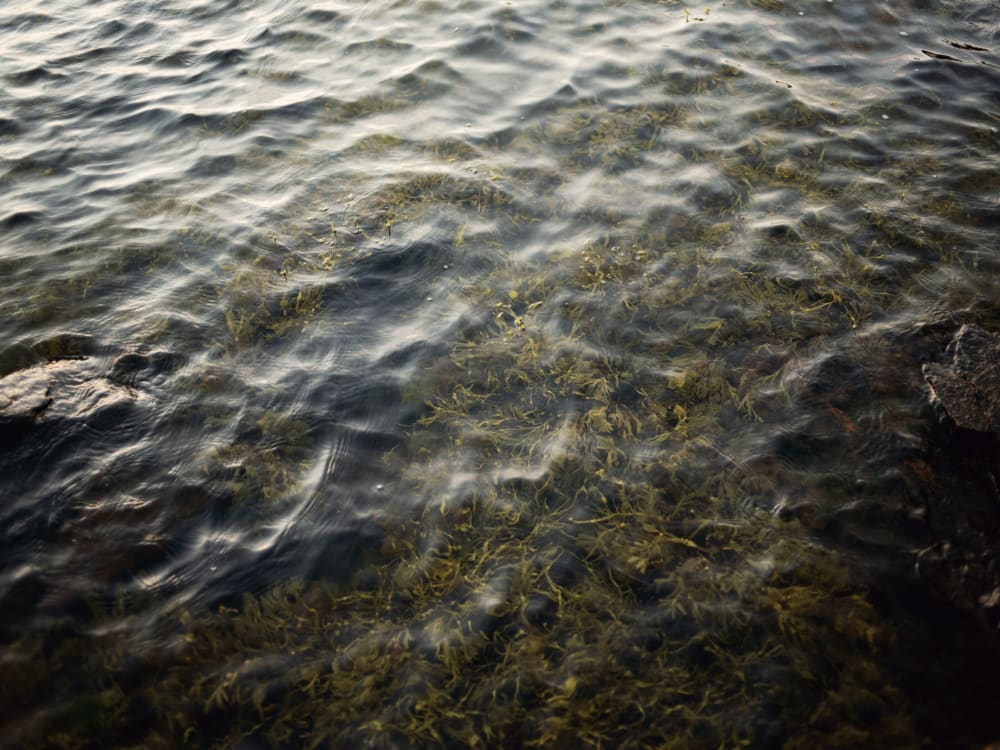 Joakim Hertze — Swedish portrait and editorial photographer — Summer evening, Hovs Hallar, 2025, image 2