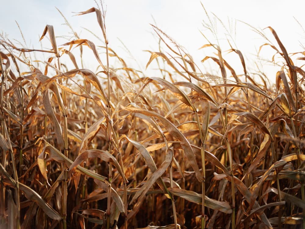 Joakim Hertze — Swedish portrait and editorial photographer — Off season, Skummeslövstrand, 2024, image 3