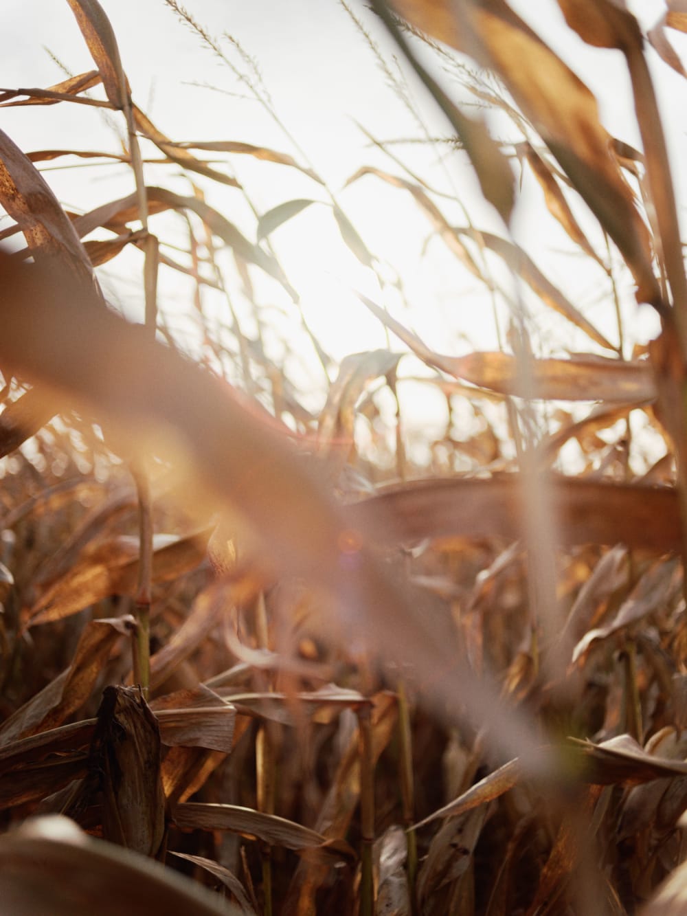 Joakim Hertze — Swedish portrait and editorial photographer — Off season, Skummeslövstrand, 2024, image 2