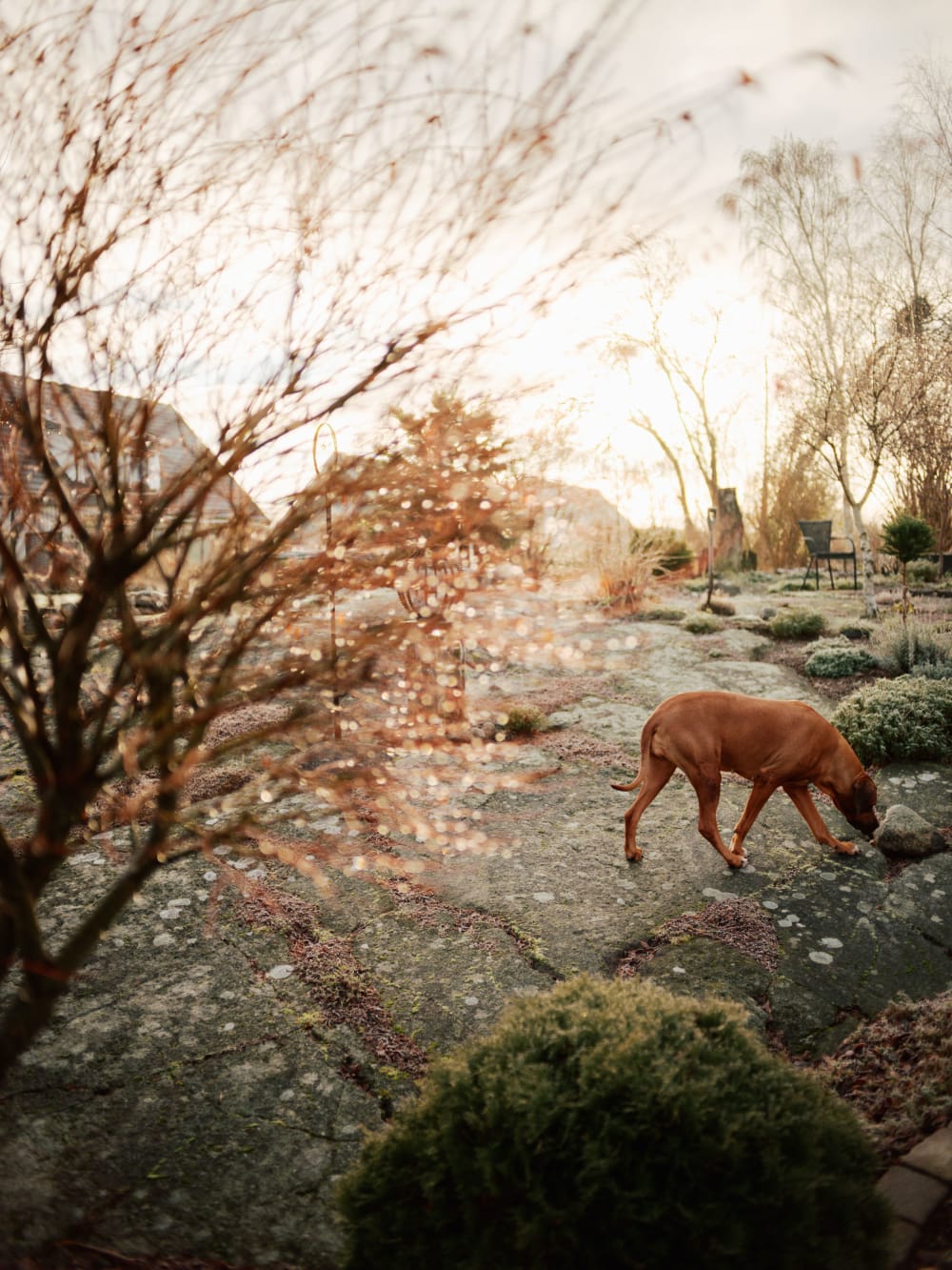 Joakim Hertze — Swedish portrait and editorial photographer — Family Christmas, Karlskrona, 2024, image 4