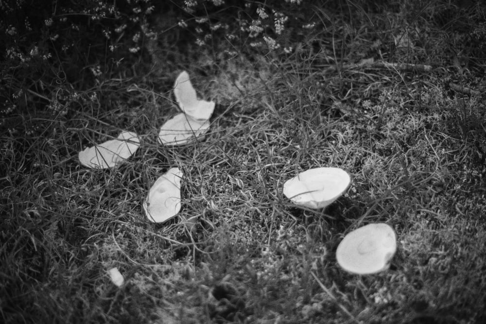 Joakim Hertze — Swedish portrait and editorial photographer — Hertzes, Allarp, 2022, image 5