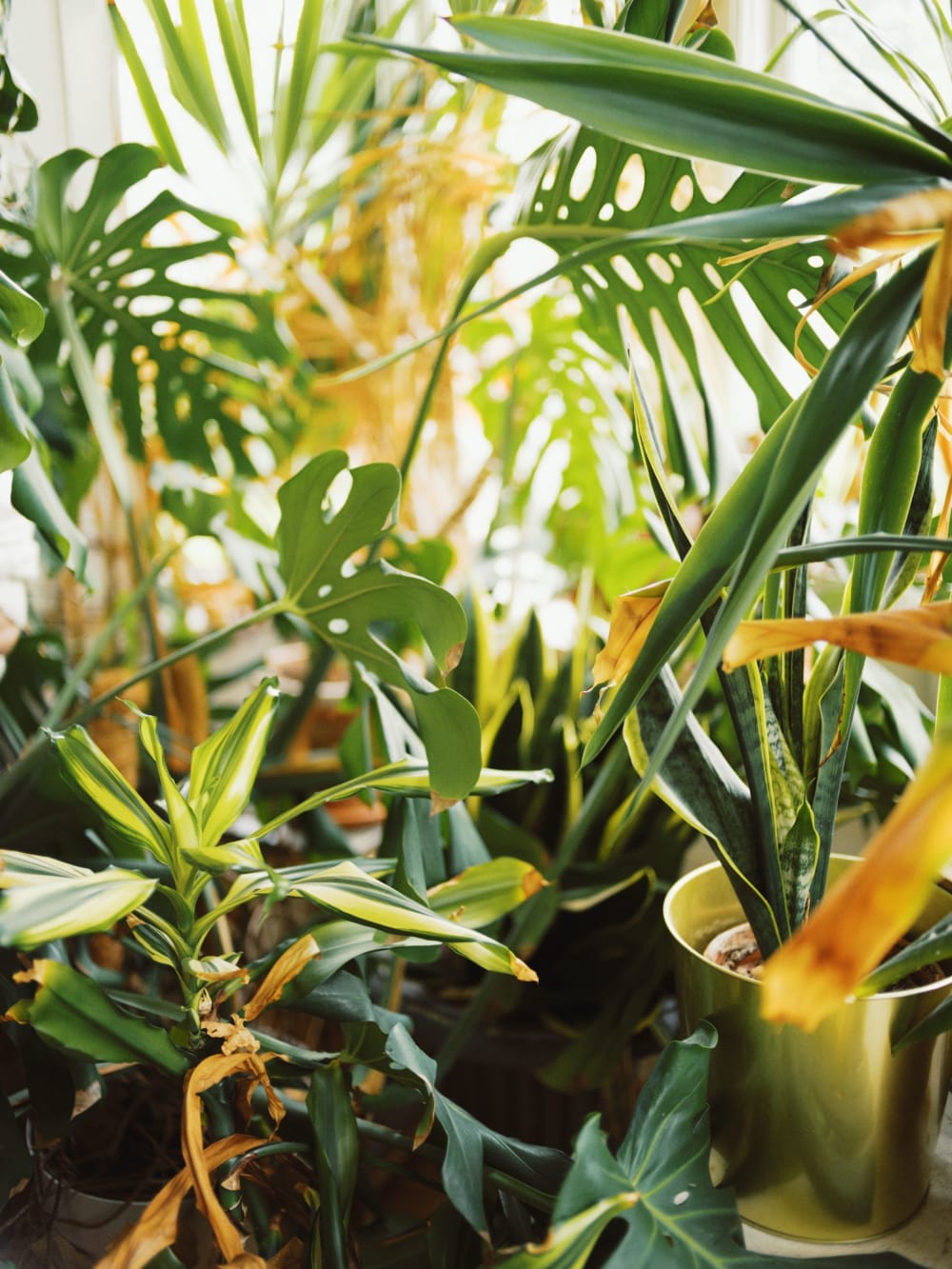 Joakim Hertze — Swedish portrait and editorial photographer — Zlatko Nedanovski, Eslöv, 2025, image 2