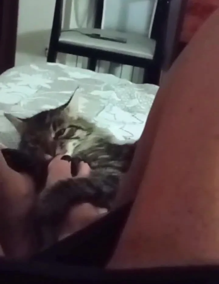 Storia Martina Italiana 16543