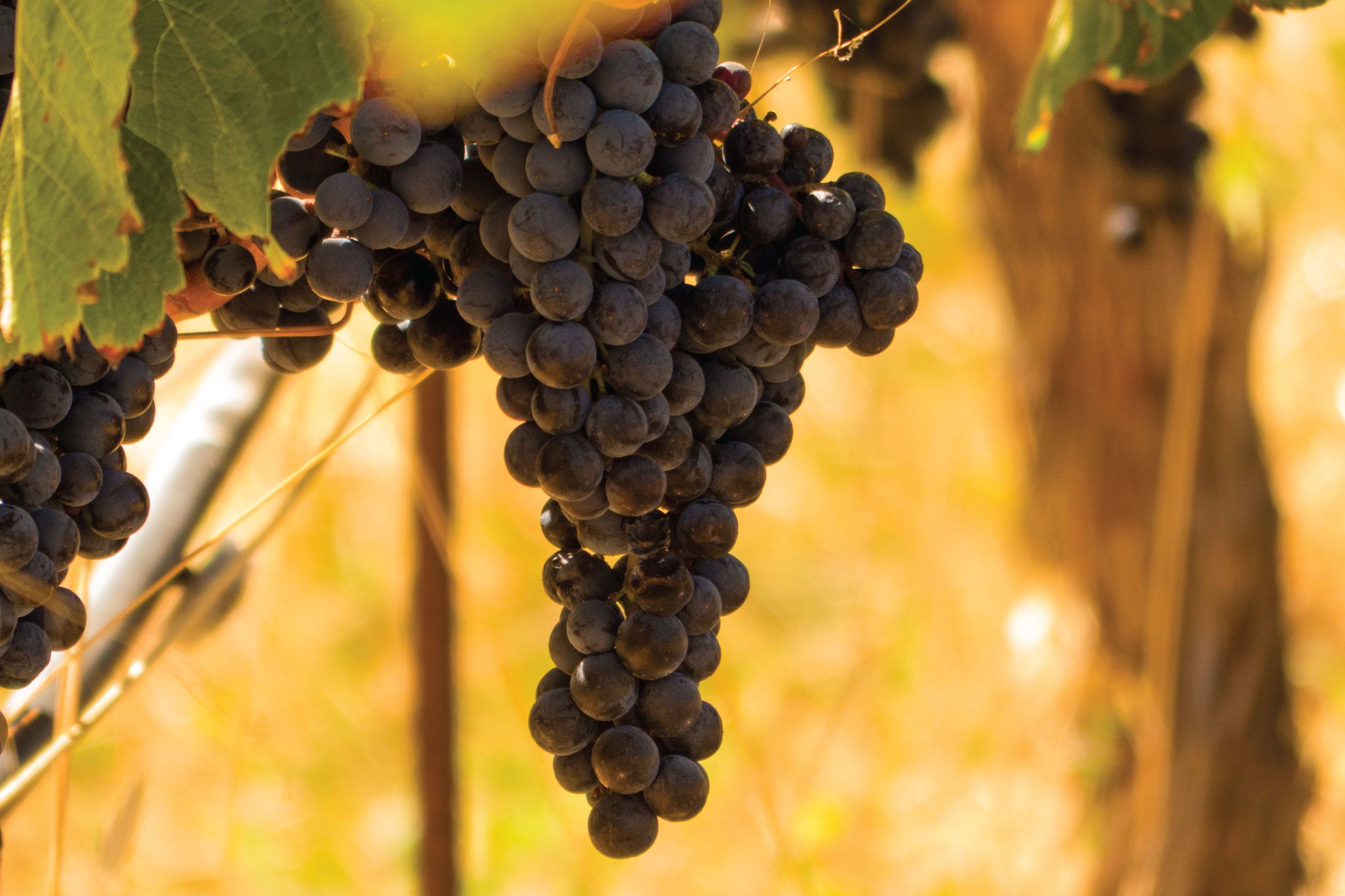 Fall Colors in the Sonoma Valley Wine Country