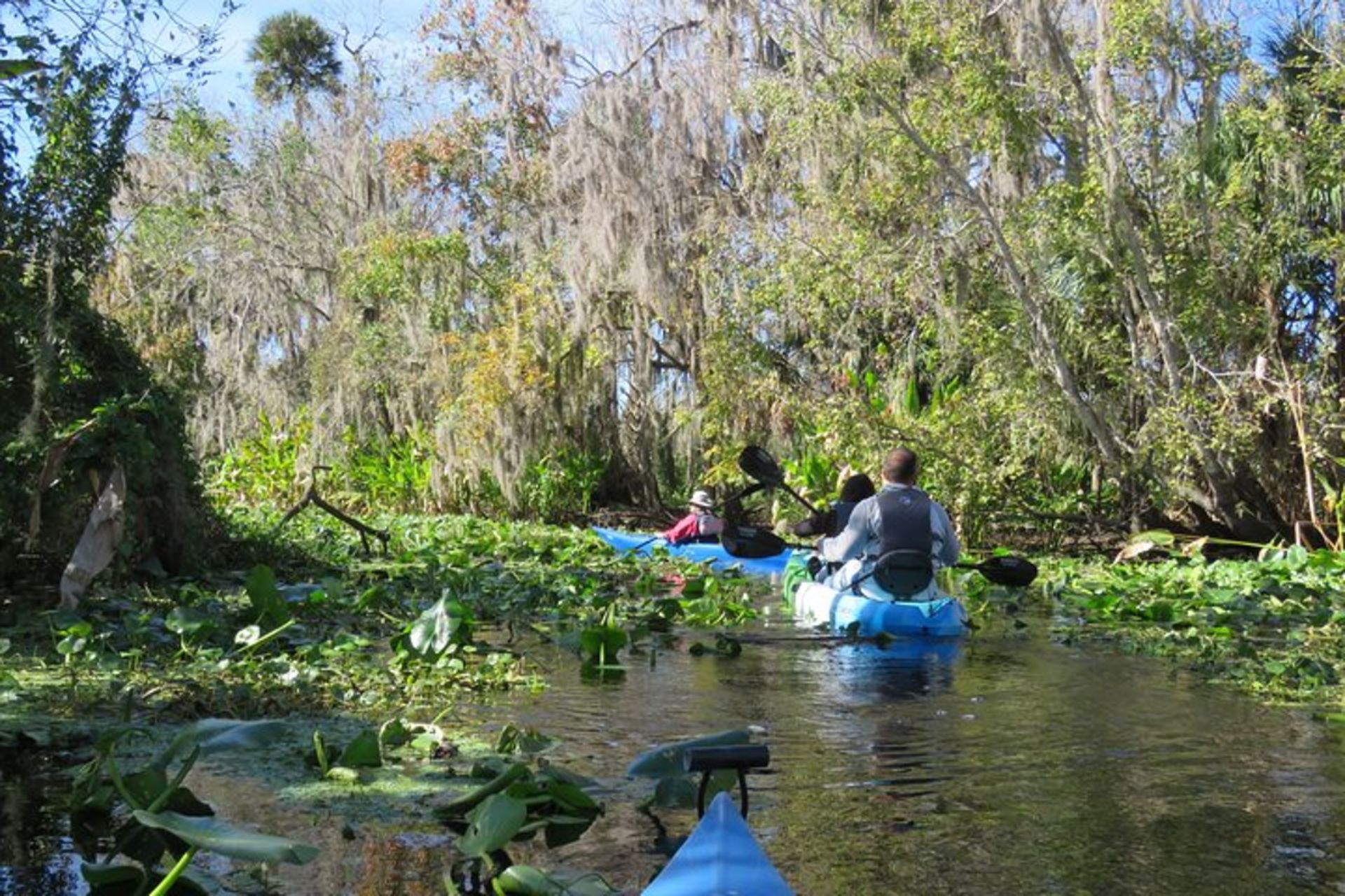 Florida Wildlife Kayaking Tour through Blue SpringFlorida Kayaking