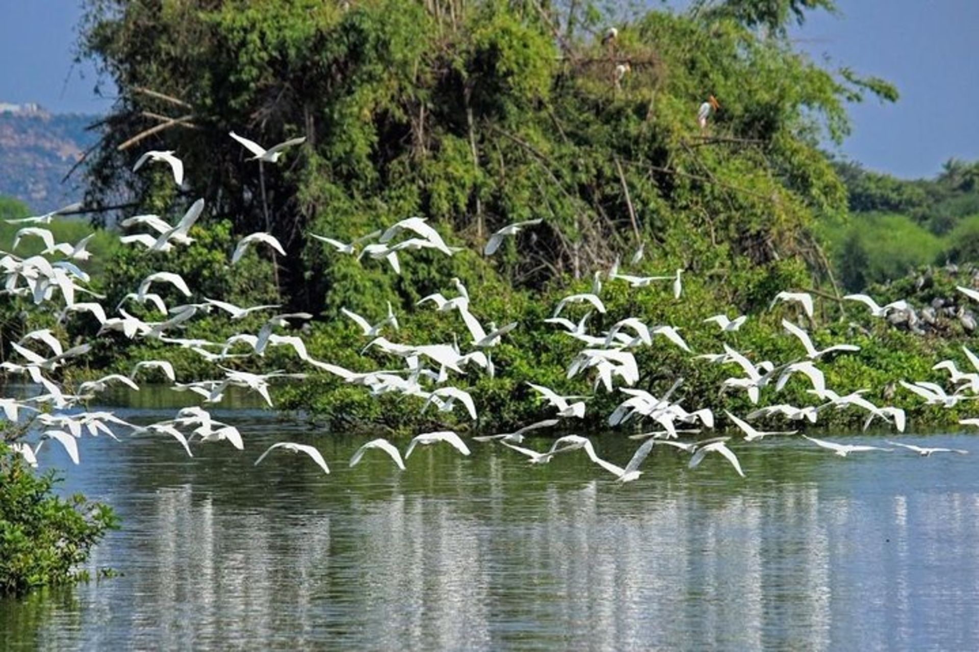 Trip to Visit Vedanthangal Bird Sanctuary from ChennaiUvamai Niche Tourism