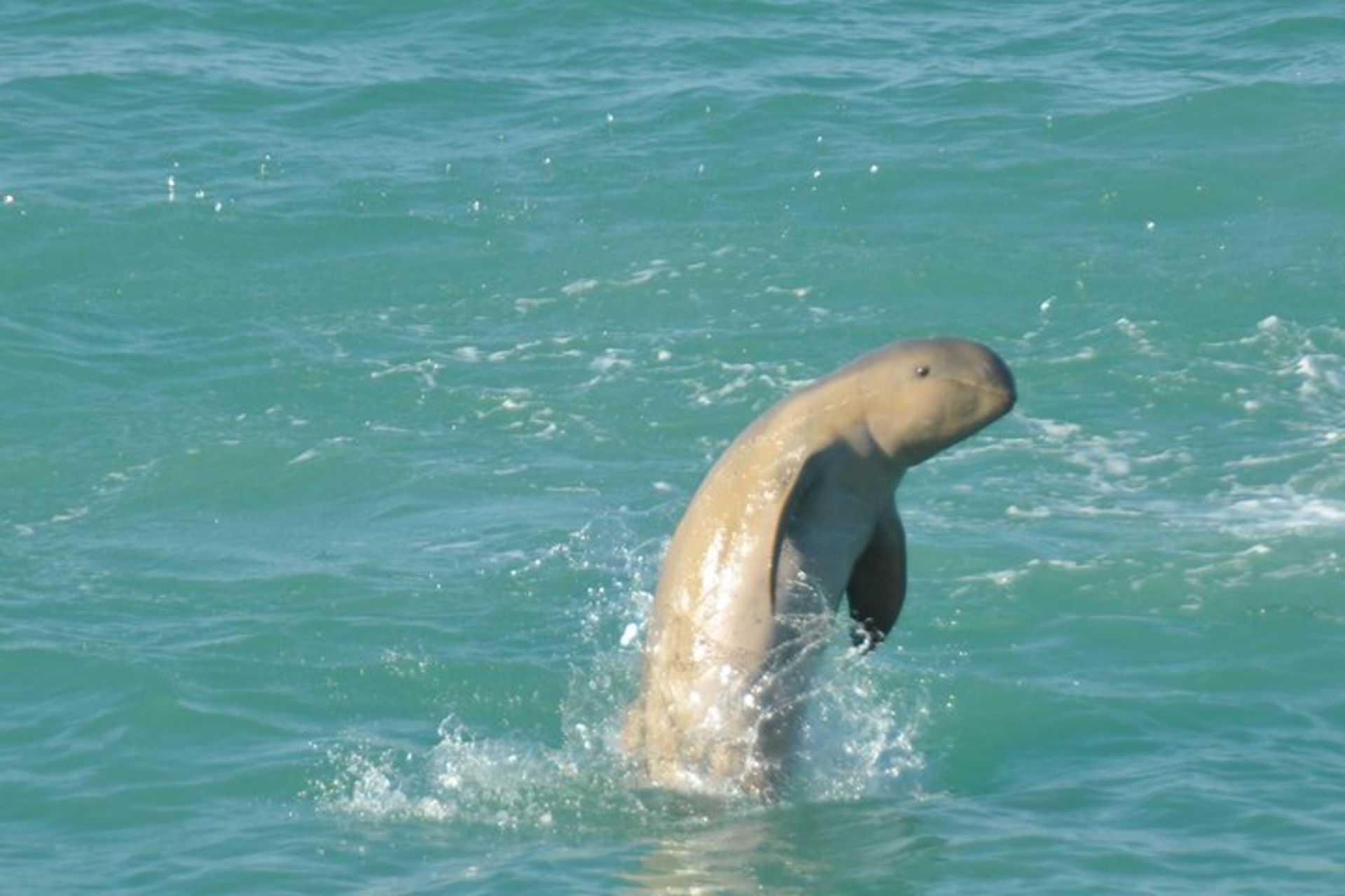 4-Hour Snubfin Dolphin Tour - Broome, WA