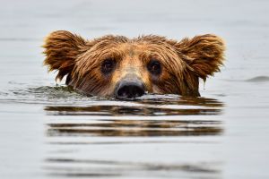 Alaska Bear Discovery