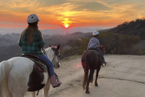 Mt Hollywood Evening Tour