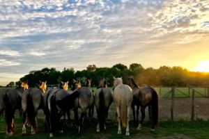 Gaucho Tour
