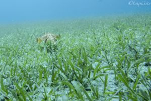 Kayak the Seagrasses of Stiltsville
