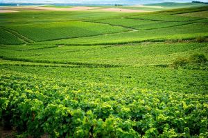 Veuve Clicquot Tour From Paris