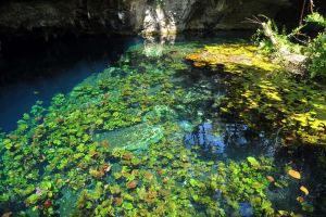 From Cancun & Riviera Maya: 7 Great Cenotes of Tulum Private Tour