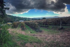 Arrábida Palmela Azeitão (Wine and Tapas) Private Tour