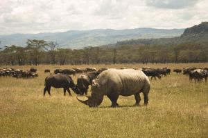 2-Day Flamingo & Rhino Safari at Lake Nakuru