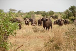 2-Day Tsavo East Wildlife Safari - From Mombasa