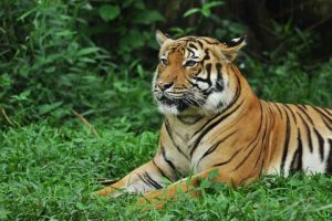 National Zoo Ticket and Transfer (SIC-Shared Transfer)