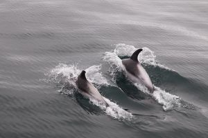 Reykjavik Shore Excursion: Whale-Watching Cruise