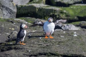 Reykjavik Shore Excursion: Puffin Sightseeing Cruise