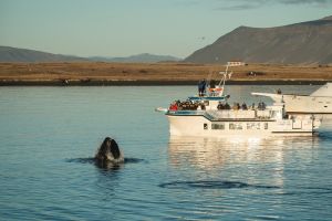 Midnight Sun Whale Watching from Reykjavik