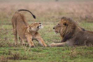 Tarangire,Ngorongoro & Lake Manyara | 4 Day 