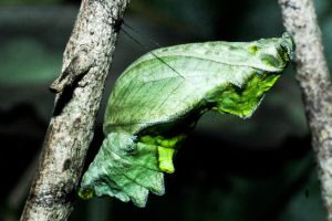 Butterfly Garden Group Guided Tour with Transport